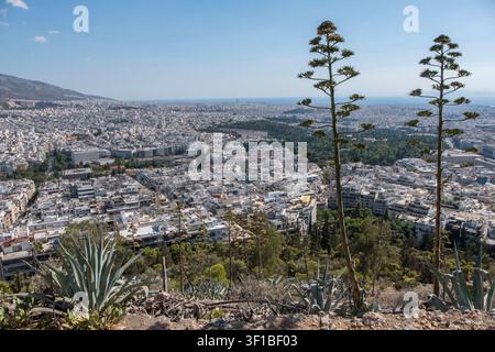 Plantes d'agave et vue panoramique de la ville d'Athènes depuis le sommet du Mont Lycabette, Grèce Banque D'Images