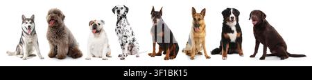 Divers chiens de grandes races. Collection sur fond blanc Banque D'Images
