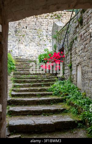 Une vue atmosphérique d'anciens escaliers en pierre menant entre des murs couverts de mousse, encadrés par des rhododendrons rouge vif et une végétation luxuriante, évoquant une paix, son Banque D'Images
