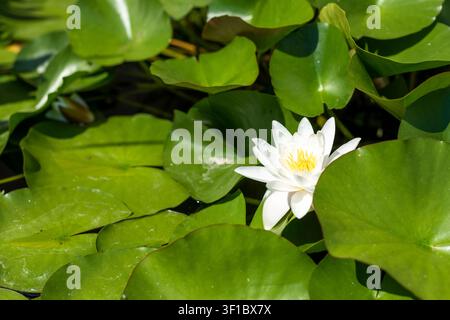 Vue en angle supérieur d'une seule nymphaea blanche en fleurs entourée de feuilles vertes flottantes. Bright sunlight enhances the flower's delicate petals and v Banque D'Images