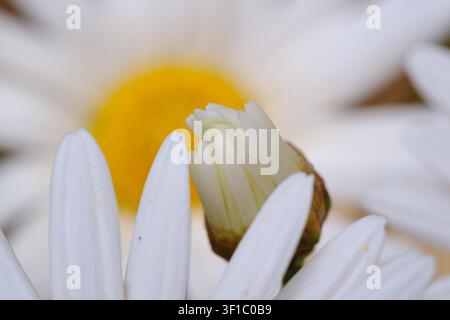 Extrême gros plan d'un bouton de marguerite s'ouvrant parmi des pétales blancs, avec une tête de fleur en arrière-plan flou, Égypte. Banque D'Images
