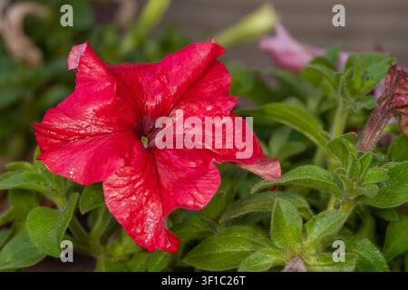 Pétunia grandiflora rouge (Petunia × hybrida) en fleur avec des tiges et un feuillage poilus, jardin, Le Caire, Égypte. Banque D'Images