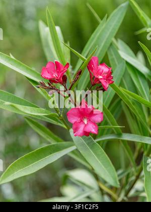 Prise de vue verticale à mise au point sélective des fleurs d'oléandrier rose foncé vibrantes en floraison sur une branche avec de longues feuilles vertes. Banque D'Images