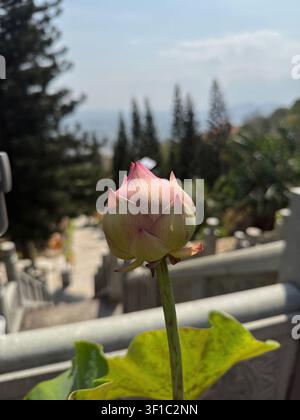 Bouillon de lotus en train de pousser dans un cadre de jardin extérieur pittoresque. Une magnifique fleur rose se prépare à s'ouvrir par une journée ensoleillée. La mise au point sélective isole th Banque D'Images