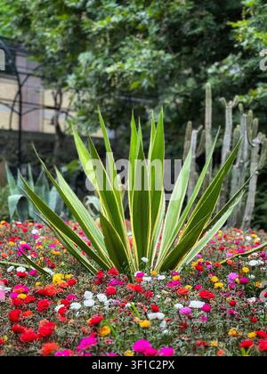 Plante d'agave poussant dans un lit vibrant de fleurs colorées en fleurs. Une belle plante d'agave verte se dresse dans un lit de jardin luxuriant rempli de petits re Banque D'Images