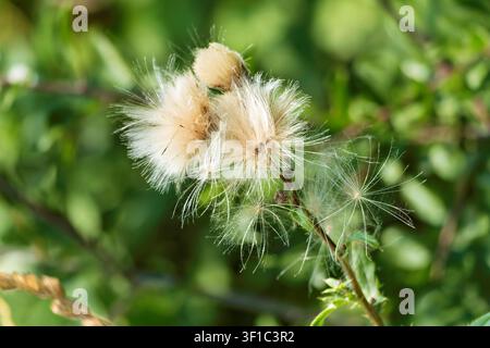 gros plan d'une épine violette flétrie avec des soies blanches et douces sur un fond flou de nature verte sous une lumière vive du jour. Banque D'Images