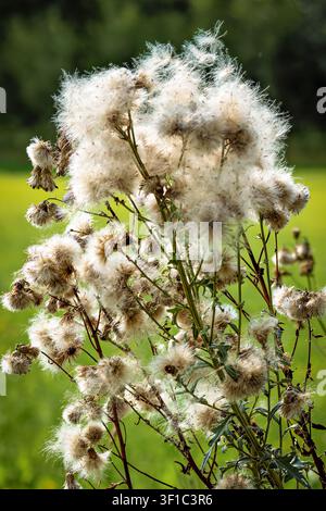 gros plan d'une épine violette flétrie avec des soies blanches et douces sur un fond flou de nature verte sous une lumière vive du jour. Banque D'Images