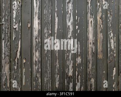 Allemagne 2026 Gros plan de planches de bois gris usées avec des écailles de peinture blanche écaillées, un grain rugueux et une surface usée, créant une ambiance vintage rugueuse Banque D'Images