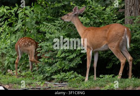 Cerf à queue blanche se nourrissant dans les bois Banque D'Images