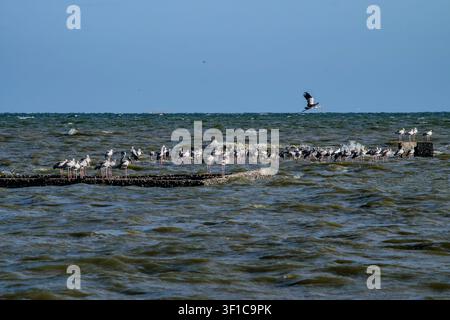 Une vue rapprochée d'une volée d'cigognes à bec ouvert asiatiques pataugeant ensemble dans les eaux côtières ondulantes. Banque D'Images