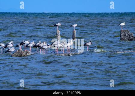Une volée de cibet à bec droit asiatiques se rassemble dans l'océan, plusieurs oiseaux étant perchés sur de vieux piliers en béton au-dessus de l'eau. Banque D'Images