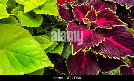 Une présentation vibrante de plantes Coleus Banque D'Images