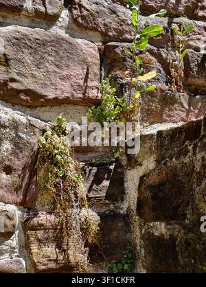 Allemagne 2026 Mur de pierre avec des plantes poussant sur le mur de pierre, dans un cadre naturel en plein air, avec mur de pierre, plantes, vu d'un plan rapproché au niveau du sol Banque D'Images