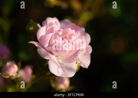 Une vue rapprochée d'une rose douce rose avec des gouttes de rosée sur ses pétales, sur un fond sombre et flou Banque D'Images