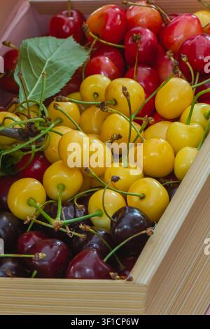 Cerises rouges, jaunes et foncées disposées dans une boîte en bois avec des feuilles vertes, créant une présentation fraîche de marché aux fruits d'été de style naturel rustique Banque D'Images