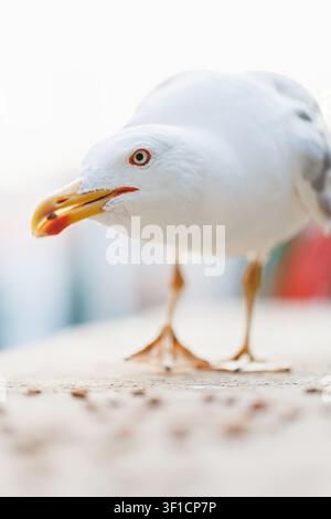 Mouette urbaine en gros plan cherchant de la nourriture sur le pavé de la ville Banque D'Images