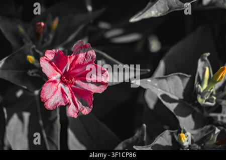 Fleur rouge du soir mise en valeur en couleur sélective contre des feuilles monochromes sombres et des boutons jaunes, créant un premier plan botanique artistique dramatique Banque D'Images