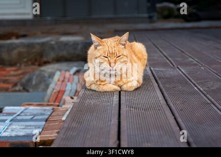 Chat roux détendu reposant sur une terrasse en bois Banque D'Images