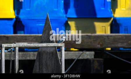 Un martin-pêcheur à ceinture (Megaceryle alcyon) se perche sur une structure métallique dans un port, avec des conteneurs colorés bleus et jaunes flous en arrière-plan Banque D'Images