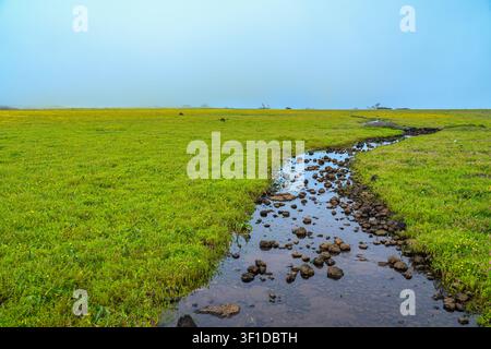 Un paysage monsonique serein capturé sur un plateau des Ghats occidentaux. L'image présente une prairie étendue d'herbe luxuriante et d'un vert éclatant sous une douce lumière, surc Banque D'Images