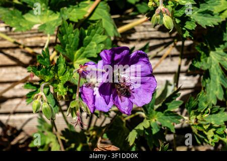 Une abeille collectant du pollen à l'intérieur d'une fleur de géranium violette, entourée de feuilles vertes sur un fond en bois en Irlande. Banque D'Images