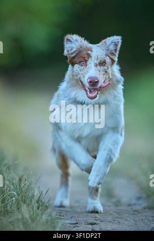 Jeune chien Australian Shepherd courant et posant pour un portrait en plein air Banque D'Images