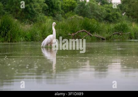 Héron blanc (Ardea alba), anciennement connu comme le grand héron blanc, en plumage de reproduction Banque D'Images