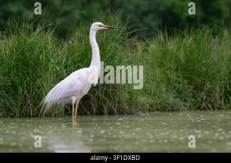 Héron blanc (Ardea alba), anciennement connu comme le grand héron blanc, en plumage de reproduction Banque D'Images