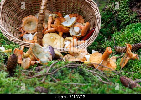 Panier en osier renversé sur un sol forestier moussu avec des champignons comestibles fraîchement ramassés dans le Spessart, en Allemagne. Banque D'Images