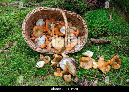 Panier en osier renversé sur un sol forestier moussu avec des champignons comestibles fraîchement ramassés dans le Spessart, en Allemagne. Banque D'Images
