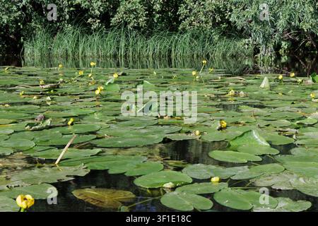 La surface de l'eau est recouverte de nénuphars verts et de fleurs jaunes. Unité avec la nature. Banque D'Images