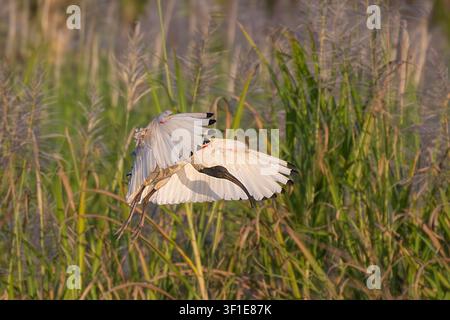 Ibis blanc australien en train d'atterrir, Cairns, Far North Queensland, Australie Banque D'Images