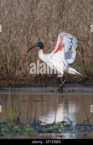 Ibis blanc australien s'étirant dans les zones humides, Cairns, Far North Queensland, Australie Banque D'Images