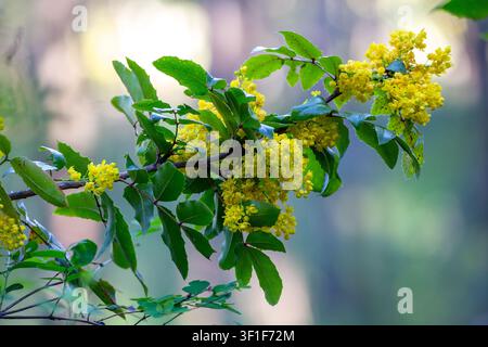 Près-plan de fleurs de Mahonia aquifolium en floraison. De magnifiques fleurs sauvages jaunes entourées d'un feuillage vert vif au printemps. Banque D'Images