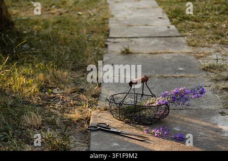 Grand plan vertical d'un panier en fil métallique rempli de fleurs de lavande biologiques et de vieilles ciseaux en métal sur un chemin de jardin en pierre pendant la saison des récoltes. Banque D'Images
