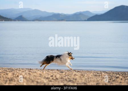 Sheepdog Blue Merle courant le long de la rive d'un lac de montagne par une journée d'été ensoleillée. Photo de haute qualité Banque D'Images
