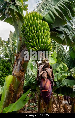 Un bouquet de bananes suspendues à un bananier vu d'en bas avec la fleur Banque D'Images
