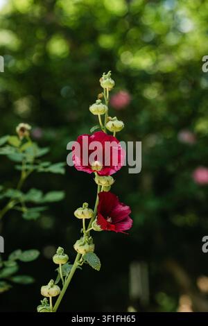 Belles fleurs de mauve rouges dans un jardin Banque D'Images
