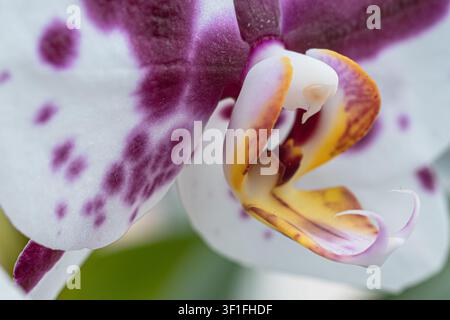 Close-up d'une fleur d'orchidée phalaenopsis tachetée Banque D'Images