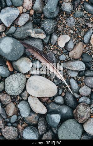 Une seule plume repose sur des rochers gris et lisses sur une plage Banque D'Images