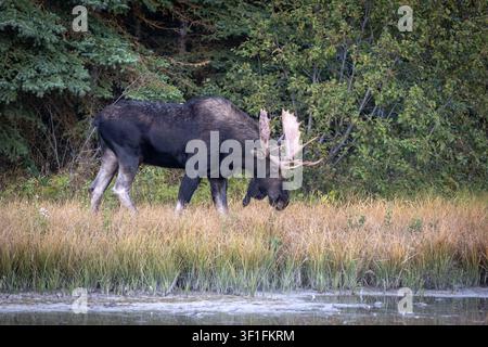 Élans broutant au bord de l'eau près de la forêt en automne Banque D'Images