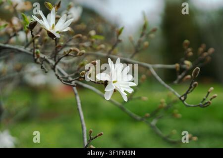 Fleurs de magnolia blanches sur une branche d'arbre dans un jardin printanier. Banque D'Images