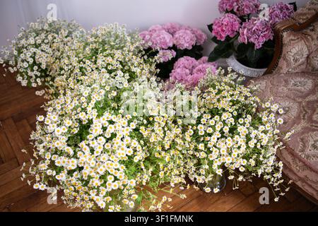 Une composition florale époustouflante mettant en avant plusieurs grands bouquets de fleurs de camomille blanches associées à des hortensias rose vif. Banque D'Images