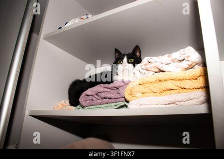 Chat Tuxedo niché parmi le linge de bain blanc dans une armoire ouverte. Confort absolu. Vie domestique avec concept de chat. Comportement félin à son plus détendu Banque D'Images
