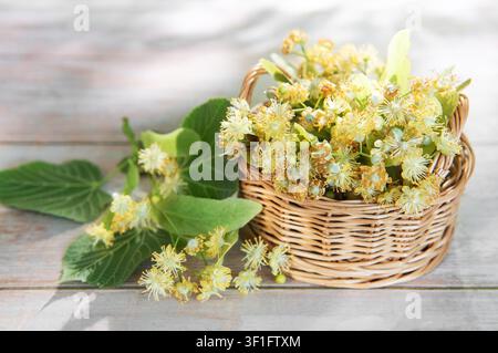 Linden fleurit et feuilles dans un panier en osier sur une surface en bois clair Banque D'Images
