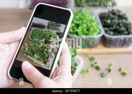 Femme prend des photos de micro-pousses. Assortiment de micro-pousses sur table en bois. Mode de vie sain Banque D'Images