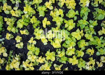 Vue de dessus de jeunes plantes d'un vert lime vif poussant densément dans un sol sombre. Feuillage chartreuse de Coleus ou de plantes ornementales similaires dans un jardin. Banque D'Images