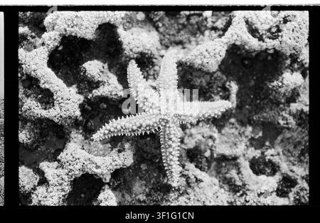 Gros plan monochrome granuleux d'une étoile de mer étalée sur des rochers rugueux couverts de bernacles avec une mise au point peu profonde. Banque D'Images