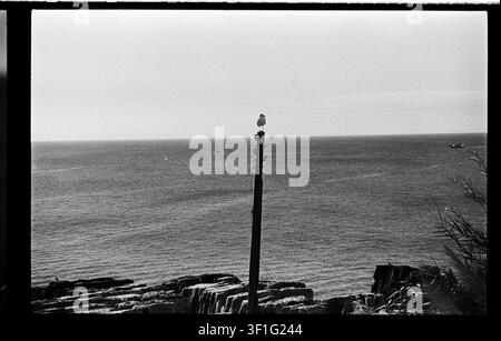 Photographie granuleuse en noir et blanc d'une mouette perchée au-dessus d'une côte portugaise rocheuse avec une mer ouverte et un ciel immense Banque D'Images