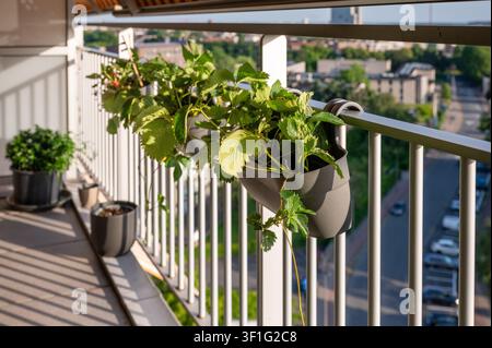 Plantes de fraises poussant dans un pot suspendu sur la rambarde d’un balcon en ville à l’heure dorée, avec des pots d’herbes aromatiques et une vue urbaine en arrière-plan, un concept de durabilité Banque D'Images